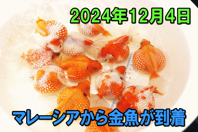 三卯養魚場 金魚・らんちゅう飼育器具販売三卯養魚場ヤフオク!